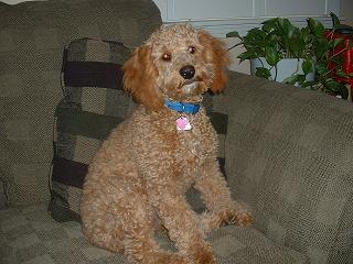 a001cockapoo.jpg